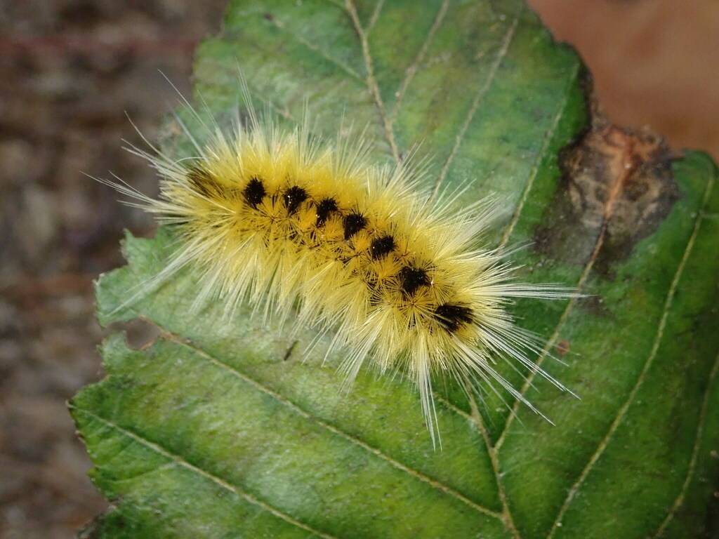 Spotted Tussock Moth