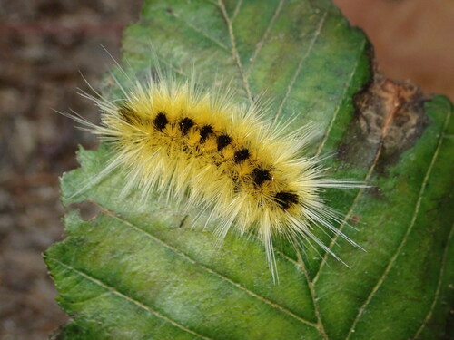 Spotted Tussock Moth