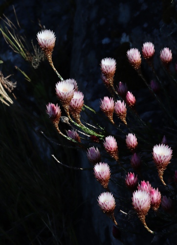 Image of Edmondia pinifolia by (c) Tony Rebelo, some rights reserved (CC BY-SA)