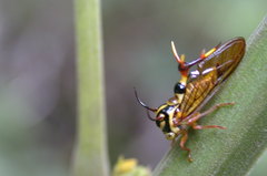 Heteronotus brindleyi