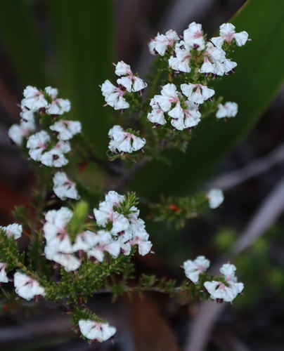 Image of Erica calycina by (c) Tony Rebelo, some rights reserved (CC BY-SA)