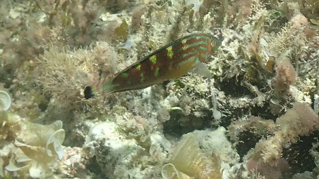 Schwatz's wrasse (Halichoeres papilionaceus) — Labridae