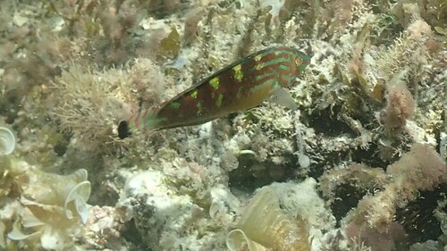 Schwatz's wrasse (Halichoeres papilionaceus) — Labridae