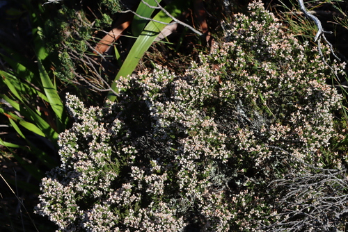 Image of Erica diosmifolia by (c) Tony Rebelo, some rights reserved (CC BY-SA)
