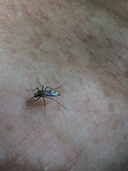 Aedes scapularis