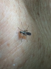 Aedes scapularis