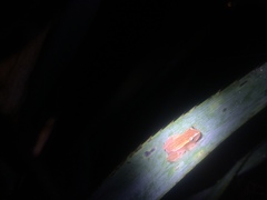Dendropsophus nanus