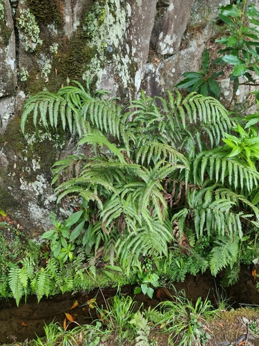Image of Pteris incompleta by (c) Vítor Jorge, some rights reserved (CC BY)