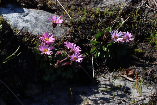 Image of Mairia crenata by (c) Tony Rebelo, some rights reserved (CC BY-SA)