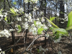 Prunus umbellata