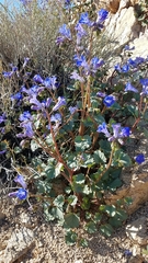Phacelia campanularia vasiformis