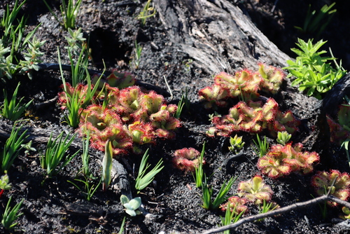 Image of Peninsula Sundew (Drosera cuneifolia) by (c) Tony Rebelo, some rights reserved (CC BY-SA)