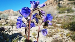 Phacelia campanularia vasiformis