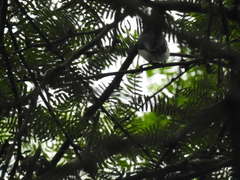 Polioptila bilineata