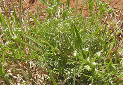 Ammoselinum popei