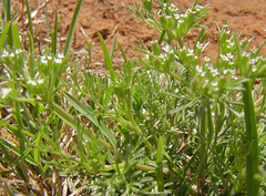 Ammoselinum popei