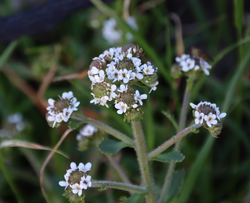Image of Pseudoselago peninsulae by (c) Tony Rebelo, some rights reserved (CC BY-SA)