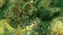 Black-Spotted Goby photo 1