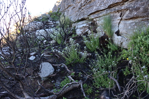 Image of Pseudoselago peninsulae by (c) Tony Rebelo, some rights reserved (CC BY-SA)
