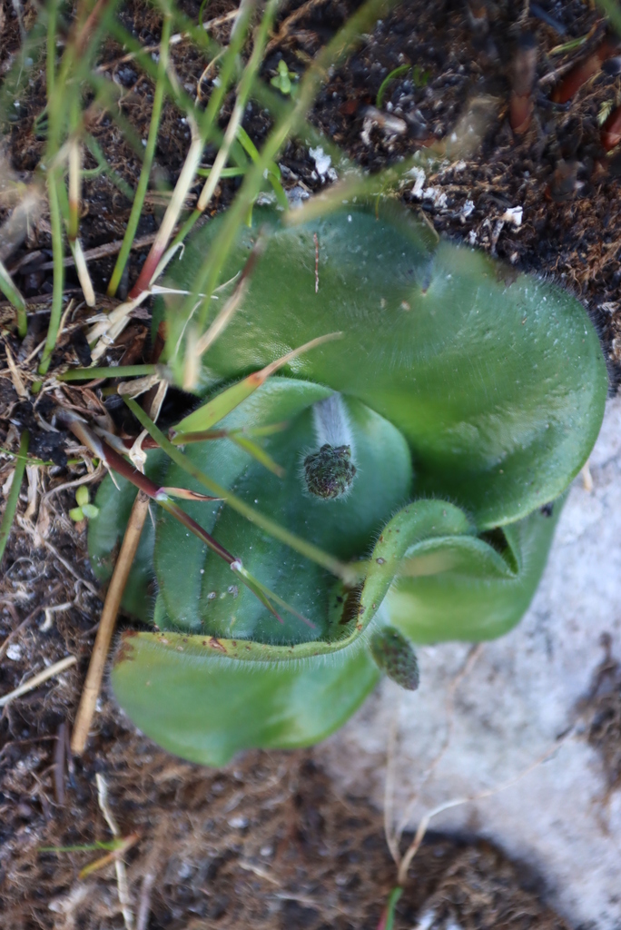 Holothrix condensata