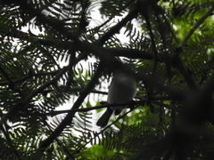 Polioptila bilineata