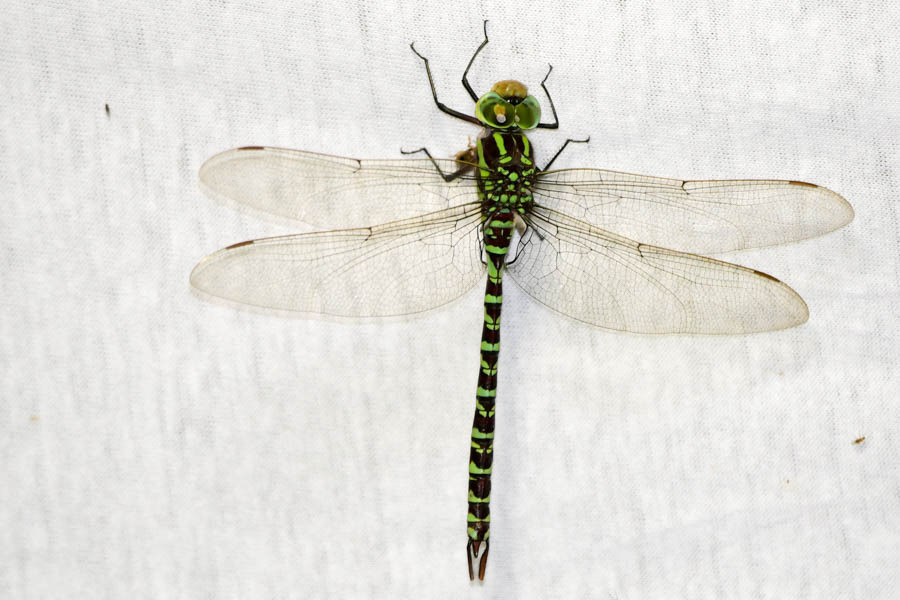 Castoraeschna januaria