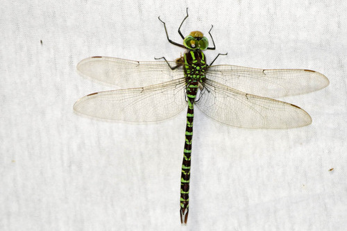 Castoraeschna januaria