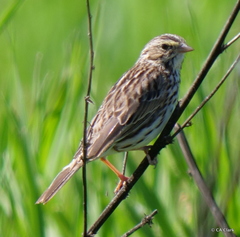 Passerculus sandwichensis