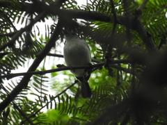 Polioptila bilineata