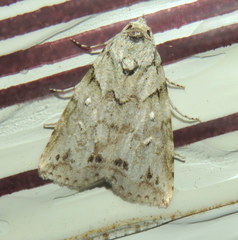 Calathusa basicunea
