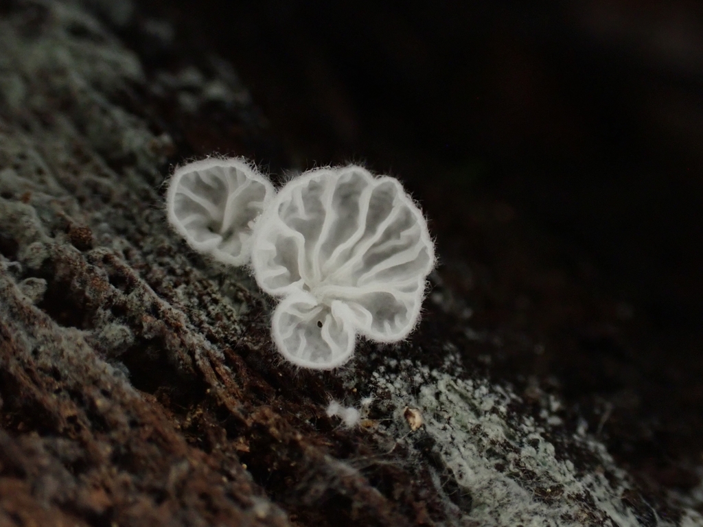 Clitopilus sp. 'CA06'