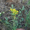Hypericum perforatum songaricum - Photo (c) Alexander Baransky, some rights reserved (CC BY-NC), uploaded by Alexander Baransky
