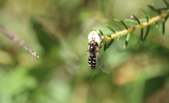 Austroscaeva melanostoma