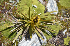 Aciphylla kirkii