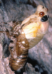Magicicada cassinii