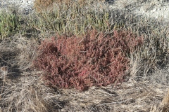 Suaeda novae-zelandiae