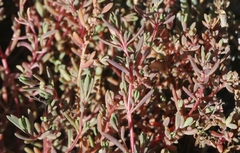 Suaeda novae-zelandiae