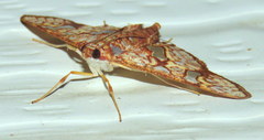 Glyphodes canthusalis