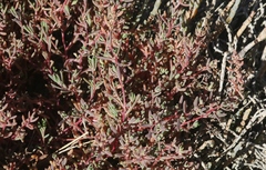 Suaeda novae-zelandiae
