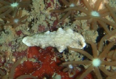 Dermatobranchus albus