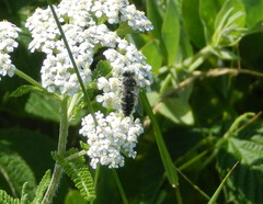 Bembix americana spinolae