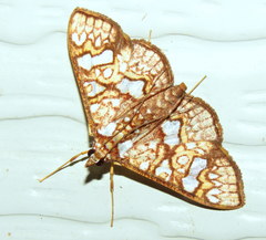 Glyphodes canthusalis