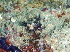 Cabangus