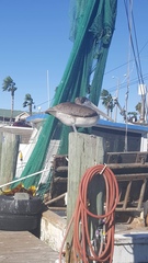 Pelecanus occidentalis