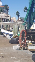 Pelecanus occidentalis