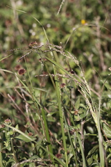 Melica imperfecta