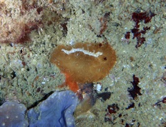 Atagema intecta