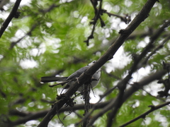 Polioptila bilineata