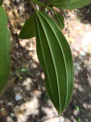 Miconia ciliata