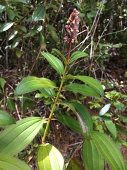 Miconia ciliata